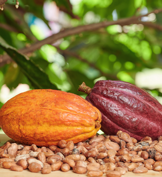 SUSTAINABLE COCOA